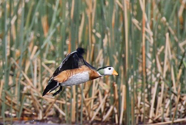 African Pygmy-Geese