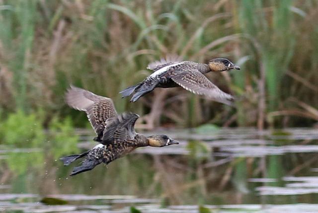White-backed Ducks in flight showing their finery.