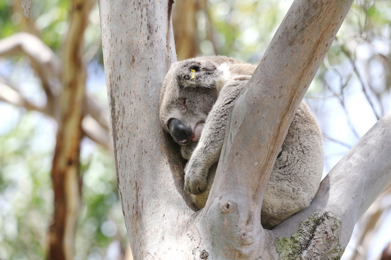 Koala curled up